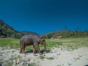 View of elephant on land against clear blue sky