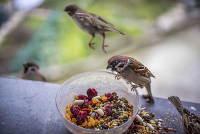 Close-up of bird perching on a fruit