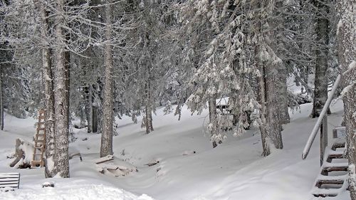 Snow covered land and trees in forest