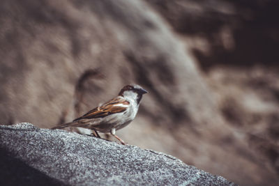 Small wild bird