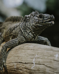 Close-up of lizard on wood