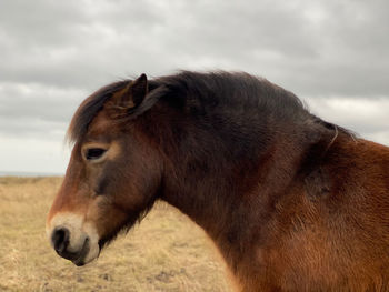 Side view of horse looking away