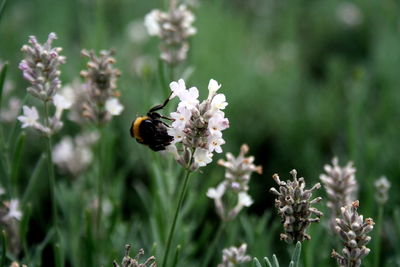 Close-up of bee on flower