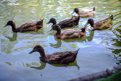 Ducks swimming in lake