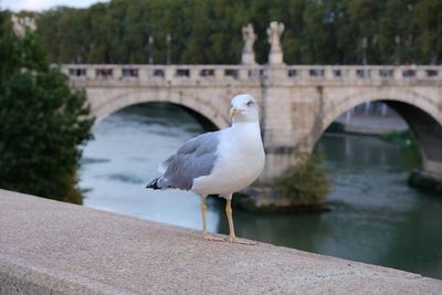 Close-up of a seagull nearby ponte sant'angelo, rome