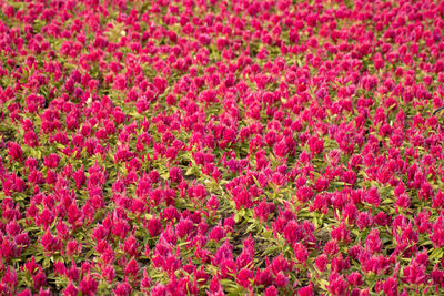 Full frame shot of red flowering plants on field