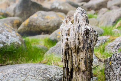 Close-up of tree trunk