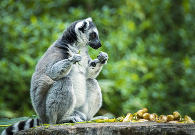 Monkey sitting on tree