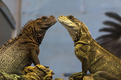 Close-up of iguana