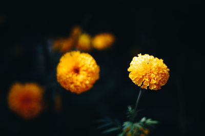 Close-up of yellow marigold flower against black background