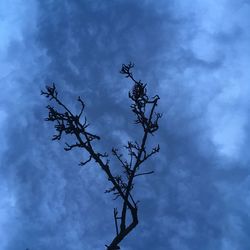 Low angle view of tree against blue sky