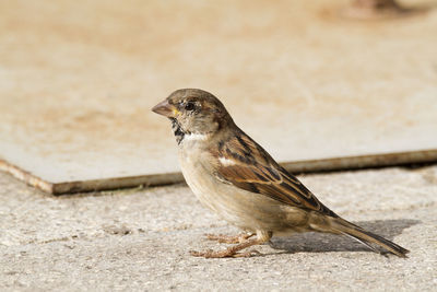Close-up of sparrow on walkway