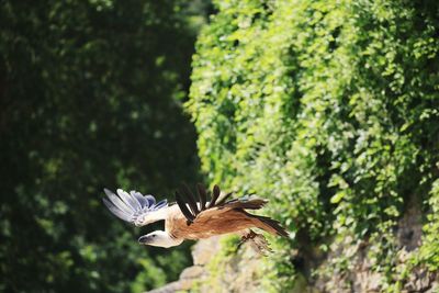 Close-up of bird flying