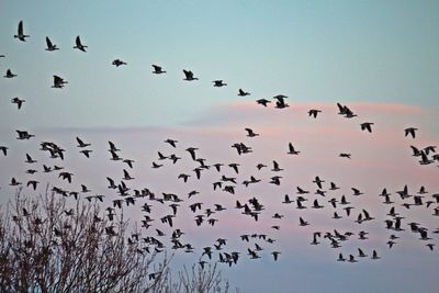 Low angle view of birds flying in sky