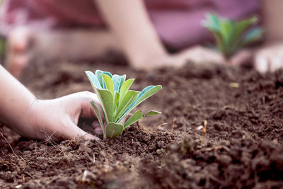 Cropped hands of girl planting in garden