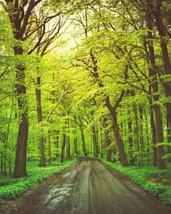 Road amidst trees in forest