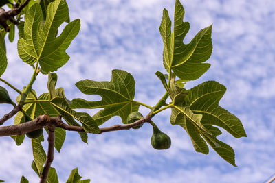 Low angle view of leaves against sky