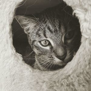 Close-up of cat looking through hole