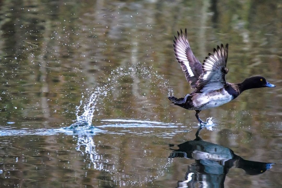 water, bird, animal themes, animals in the wild, waterfront, reflection, lake, one animal, spread wings, nature, no people, day, animal wildlife, motion, outdoors, beauty in nature