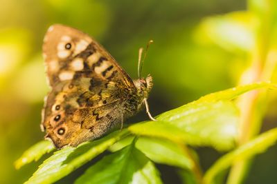 Close-up of butterfly pollinating flower