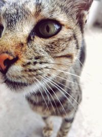 Close-up portrait of cat