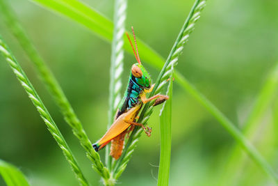 Close-up of insect on plant