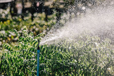 Springer watering the trees in the garden