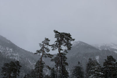 Low angle view of trees on mountain against clear sky