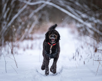 Black dog on snow covered land