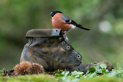 Male bullfinch perched on an old boot on woodland floor
