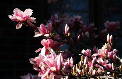 Close-up of pink flowers