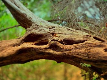 Close-up of driftwood on tree trunk