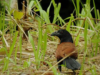 Bird perching on grass