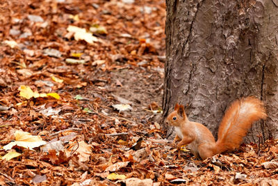 Portrait of a curious orange squirrel in profile against the background of a tree trunk and foliage.
