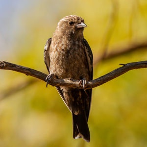 Close-up of bird perching on branch