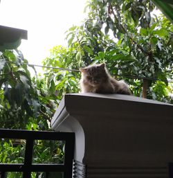 Portrait of a cat sitting on tree