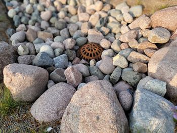 High angle view of butterfly on rock