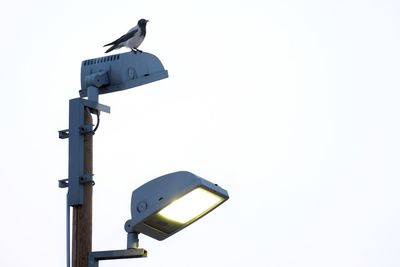 Low angle view of bird perching against clear sky