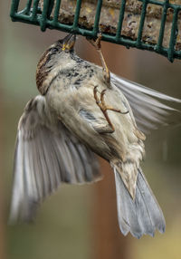 Close-up of bird perching on railing