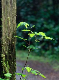 Close-up of tree trunk on field