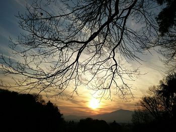 Low angle view of silhouette trees against sky during sunset