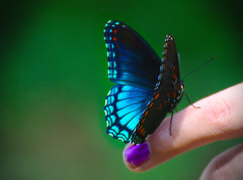 Close-up of butterfly on hand