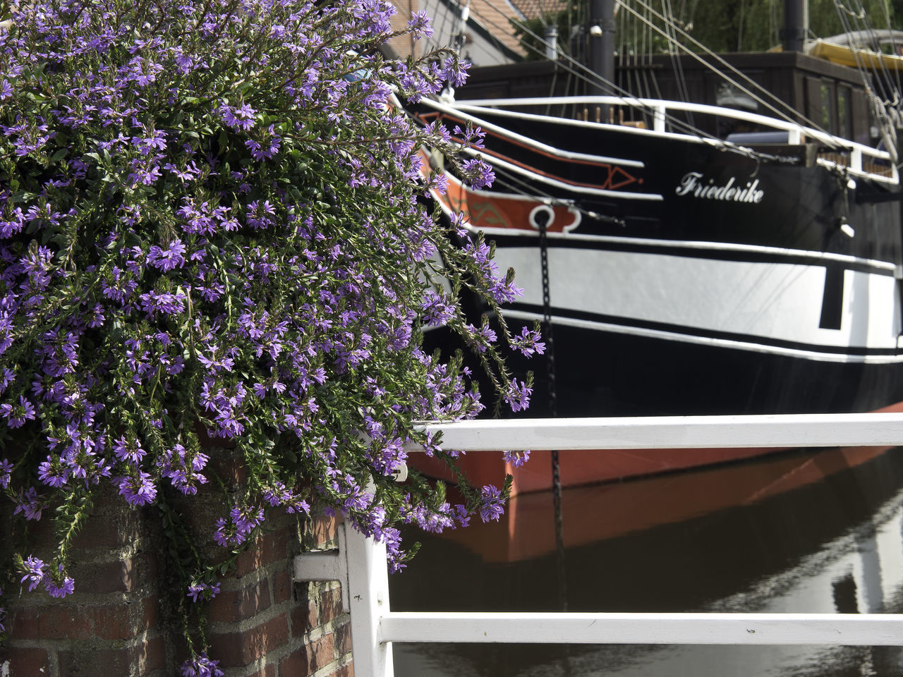 plant, flowering plant, flower, nature, growth, day, no people, mode of transportation, boat, architecture, transportation, built structure, nautical vessel, vehicle, ship, beauty in nature, building exterior, watercraft, outdoors, tree, freshness, purple, water, fragility, moored