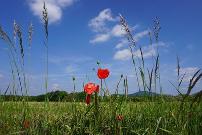 Red poppy flowers on field against sky