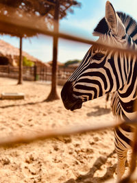Zebra on sand at beach
