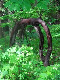 Close-up of tree against plants