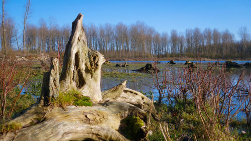 Cactus by trees against sky