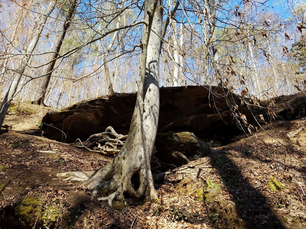 tree, low angle view, sunlight, no people, nature, sky, outdoors, tree trunk, day, backgrounds, close-up, sand, beauty in nature