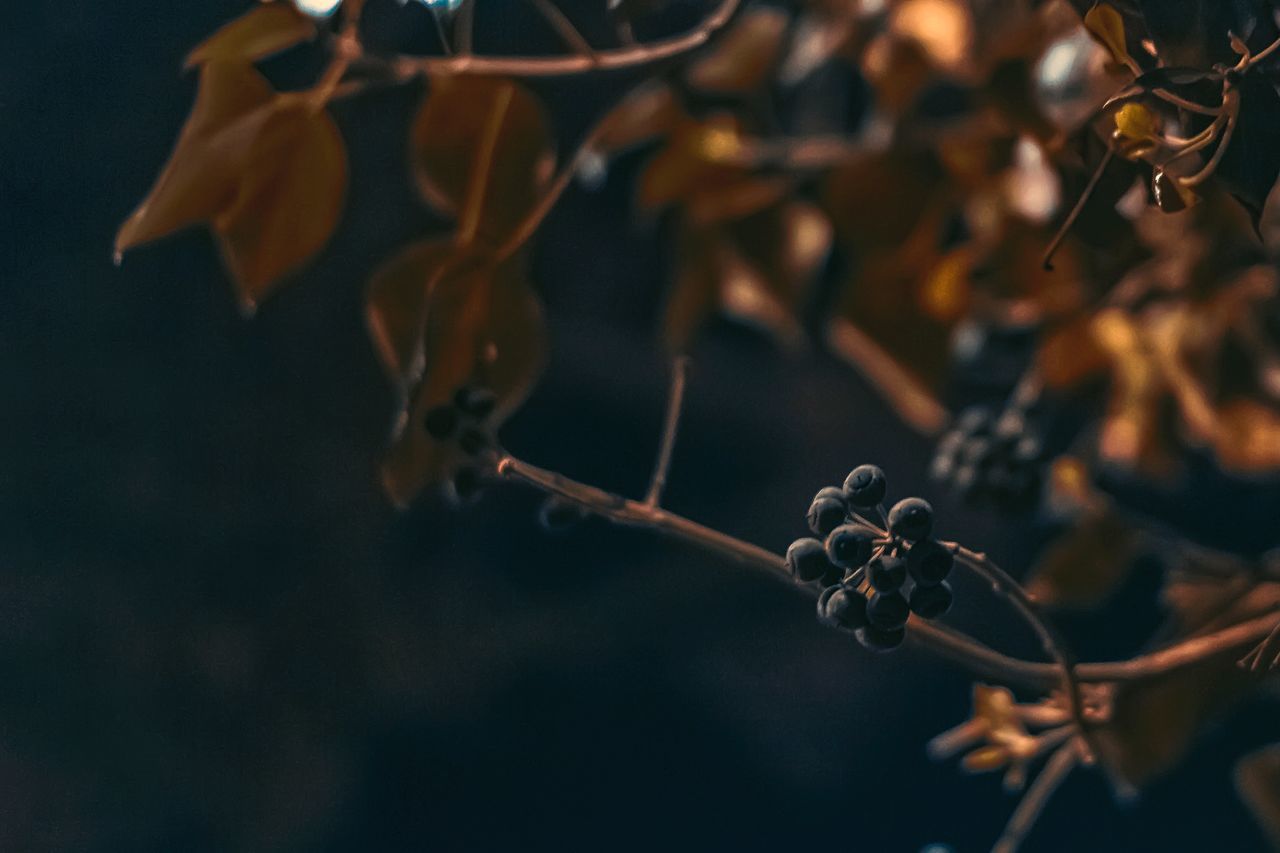 branch, twig, close-up, focus on foreground, nature, growth, stem, plant, leaf, dry, fragility, beauty in nature, outdoors, selective focus, tree, no people, day, hanging, tranquility, bud