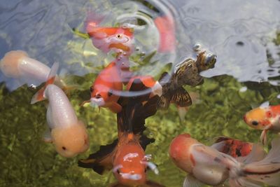 Close-up of fish swimming in the pond